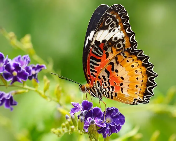 distelfalter-vanessa-cardui-3753092-fotolia